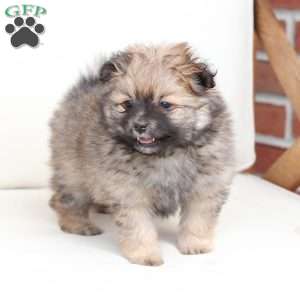 Lucy, Pomeranian Puppy