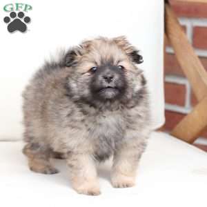 Lucy, Pomeranian Puppy