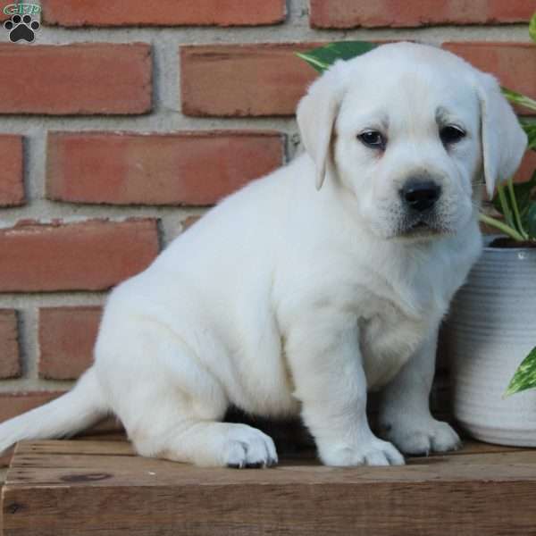 Murphy, Yellow Labrador Retriever Puppy