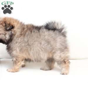 Lucy, Pomeranian Puppy