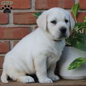 Murphy, Yellow Labrador Retriever Puppy