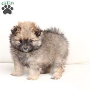 Lucy, Pomeranian Puppy