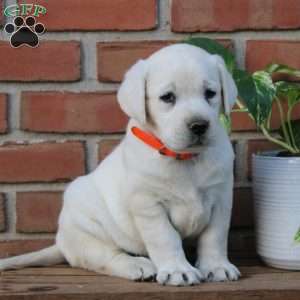 Missy, Yellow Labrador Retriever Puppy