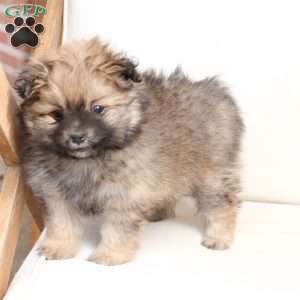 Lucy, Pomeranian Puppy