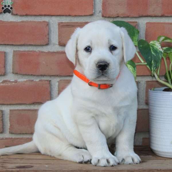 Missy, Yellow Labrador Retriever Puppy