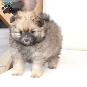 Lucy, Pomeranian Puppy