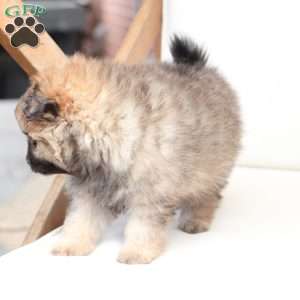 Lucy, Pomeranian Puppy