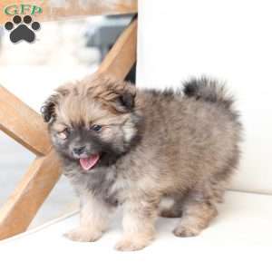 Lucy, Pomeranian Puppy