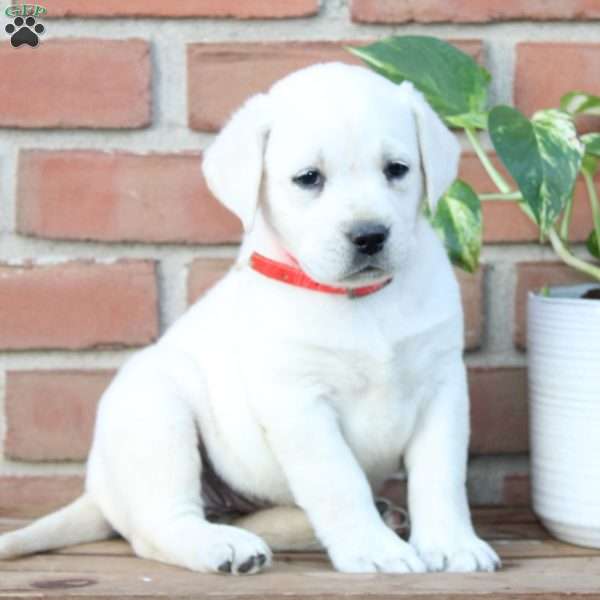 Mia, Yellow Labrador Retriever Puppy