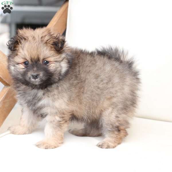 Lucy, Pomeranian Puppy