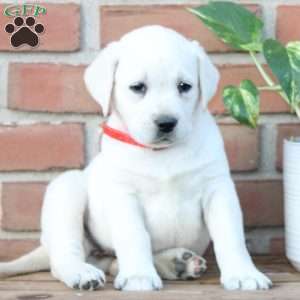 Mia, Yellow Labrador Retriever Puppy