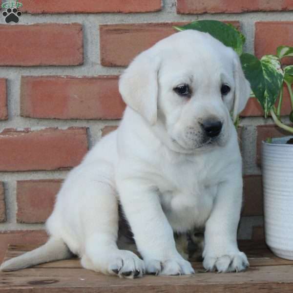 Maverick, Yellow Labrador Retriever Puppy