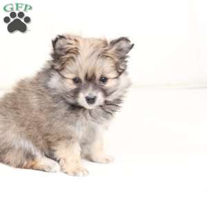Poppy, Pomeranian Puppy