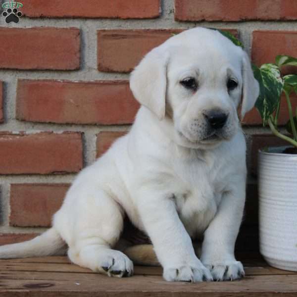 Maddie, Yellow Labrador Retriever Puppy