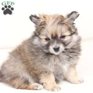Poppy, Pomeranian Puppy