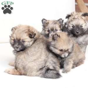 Lucy, Pomeranian Puppy