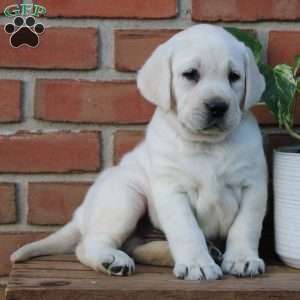 Maddie, Yellow Labrador Retriever Puppy