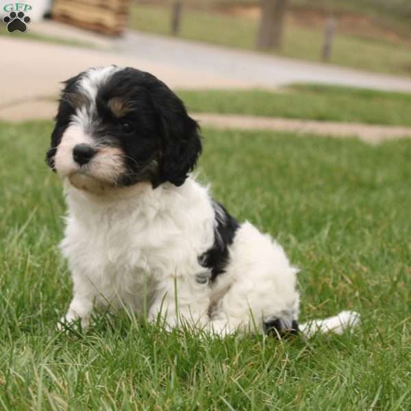 Elliott, Cavapoo Puppy
