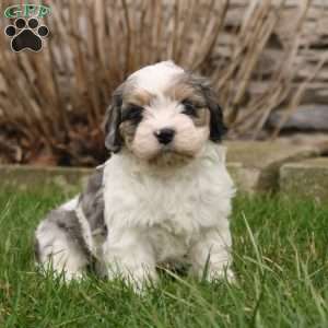 Daphne, Cavapoo Puppy
