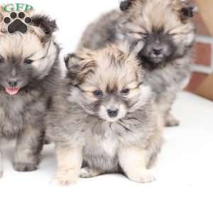 Poppy, Pomeranian Puppy