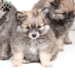 Poppy, Pomeranian Puppy