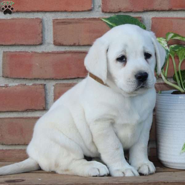 Millie, Yellow Labrador Retriever Puppy