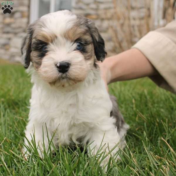 Daphne, Cavapoo Puppy