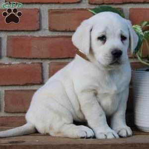 Millie, Yellow Labrador Retriever Puppy