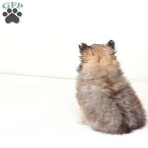 Poppy, Pomeranian Puppy