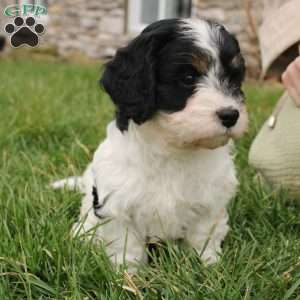 Elliott, Cavapoo Puppy