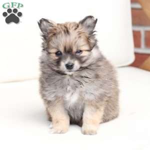 Poppy, Pomeranian Puppy