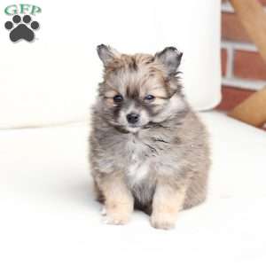 Poppy, Pomeranian Puppy