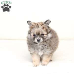 Poppy, Pomeranian Puppy
