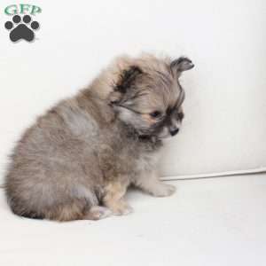Poppy, Pomeranian Puppy
