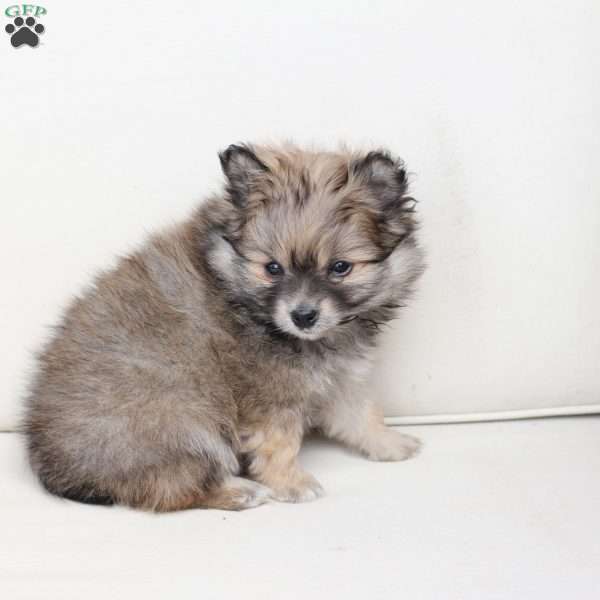 Poppy, Pomeranian Puppy