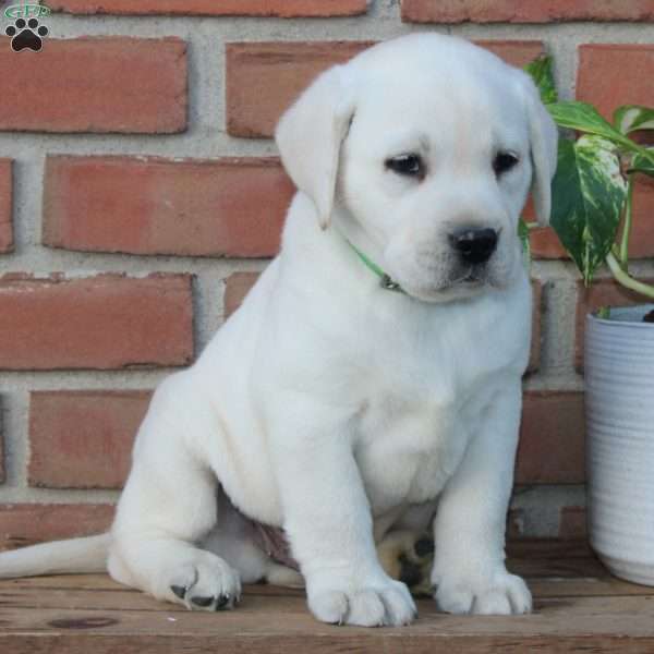 Montana, Yellow Labrador Retriever Puppy