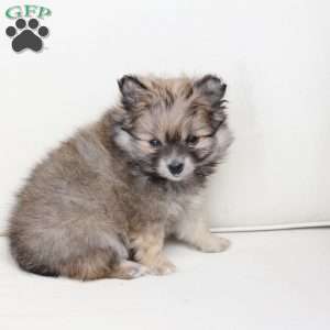 Poppy, Pomeranian Puppy
