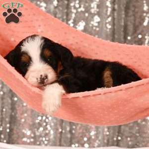 Rose, Bernedoodle Puppy