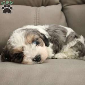 Daphne, Cavapoo Puppy