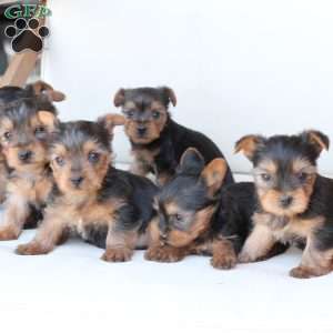 Cleo, Yorkie Puppy