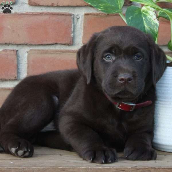 Marco, Chocolate Labrador Retriever Puppy