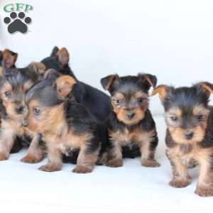 Cleo, Yorkie Puppy
