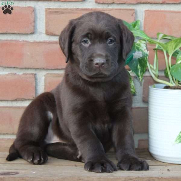 Marley, Chocolate Labrador Retriever Puppy