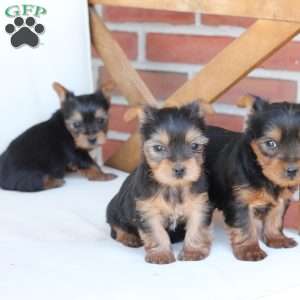 Cleo, Yorkie Puppy