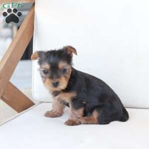 Tilly, Yorkie Puppy