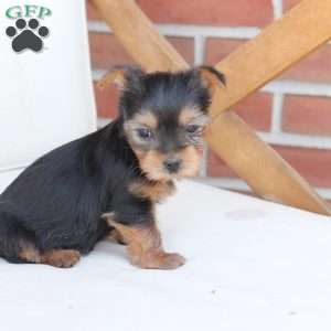 Tilly, Yorkie Puppy