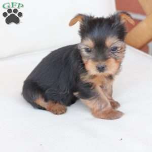Tilly, Yorkie Puppy