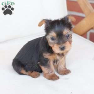 Tilly, Yorkie Puppy