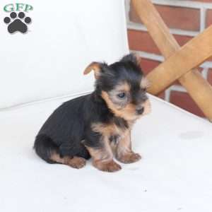 Tilly, Yorkie Puppy