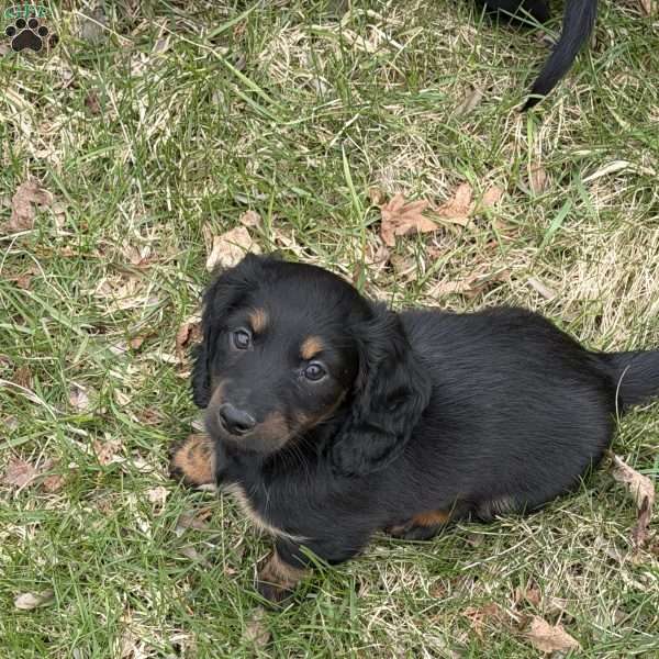 Swirl(Mini), Dachshund Puppy